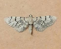 Attēlu rezultāti vaicājumam “Eupithecia venosata”