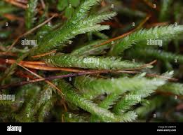 Attēlu rezultāti vaicājumam “Plagiothecium undulatum”