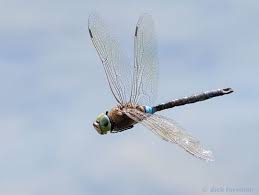 Attēlu rezultāti vaicājumam “Anax parthenope”