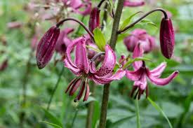 Image result for Lilium martagon `Chameleon`
