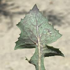 Attēlu rezultāti vaicājumam “Sonchus asper leaf”
