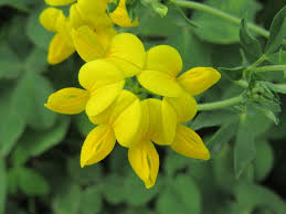 Attēlu rezultāti vaicājumam “Lotus corniculatus”