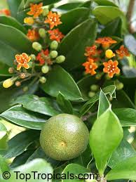 Attēlu rezultāti vaicājumam “Collaria rubens macro”