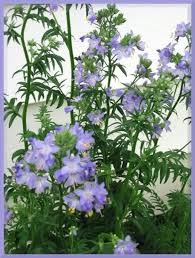 Image result for Polemonium coeruleum album