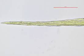 Attēlu rezultāti vaicājumam “Rhynchostegiella tenella sporophyte”