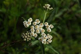 Attēlu rezultāti vaicājumam “Achillea salicifolia flower”