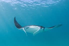 Image result for Mobula birostris