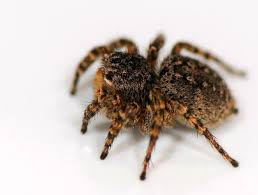 Attēlu rezultāti vaicājumam “Aelurillus v-insignitus”