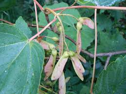 Attēlu rezultāti vaicājumam “Acer pseudoplatanus fruit”
