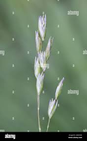 Attēlu rezultāti vaicājumam “Danthonia decumbens bud”