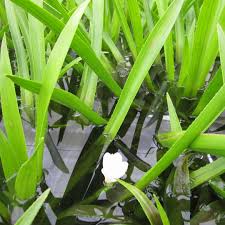 Attēlu rezultāti vaicājumam “Stratiotes aloides”