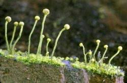 Attēlu rezultāti vaicājumam “Chaenotheca laevigata”