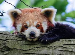 Image result for pandas