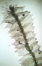 Attēlu rezultāti vaicājumam “Lophocolea”