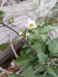Attēlu rezultāti vaicājumam “Solanum nigrum”