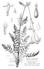 <b>Valerianaceae</b> Batsch.
