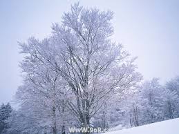 صور من الثلوج Images?q=tbn:ANd9GcQI30p1PY3w4S8k4TR-TN2buYx5wYlcnsVxHf5P4OsO-rCWE_xFNg