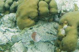 Image result for Epinephelus adscensionis