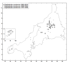 Attēlu rezultāti vaicājumam “Cephalozia connivens”