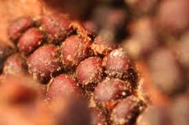 Attēlu rezultāti vaicājumam “Pucciniastrum areolatum”