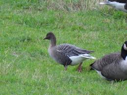 Attēlu rezultāti vaicājumam “Anser brachyrhynchus”