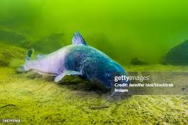 Image result for Ictalurus furcatus