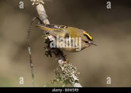 Attēlu rezultāti vaicājumam “Regulus regulus”