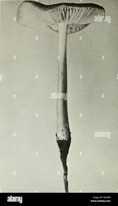 Attēlu rezultāti vaicājumam “Stropharia hornemannii”