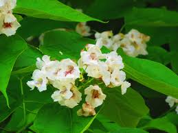 Attēlu rezultāti vaicājumam “Catalpa”
