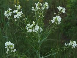 Attēlu rezultāti vaicājumam “Armoracia rusticana bud”