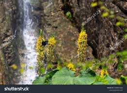 Attēlu rezultāti vaicājumam “Ligularia sibirica flower”