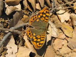 Attēlu rezultāti vaicājumam “Pararge aegeria upperside”