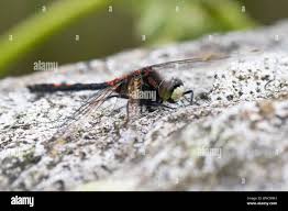 Attēlu rezultāti vaicājumam “Leucorrhinia dubia”