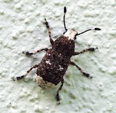 Attēlu rezultāti vaicājumam “Platystomos albinus”