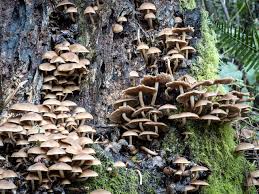 Attēlu rezultāti vaicājumam “Psathyrella sp.”