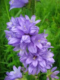 Attēlu rezultāti vaicājumam “Campanula cervicaria flower”