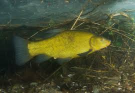 Image result for Tinca tinca