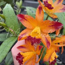 Attēlu rezultāti vaicājumam “Heterotrichia oerstedii (syn. Arcyria oerstedii) stalked”