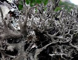 Attēlu rezultāti vaicājumam “Pseudevernia furfuracea”