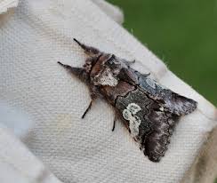 Attēlu rezultāti vaicājumam “Panolis umbra”