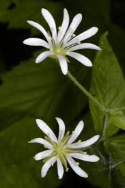 Attēlu rezultāti vaicājumam “Stellaria crassifolia”