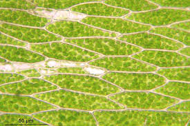 Attēlu rezultāti vaicājumam “Plagiothecium nemorale”