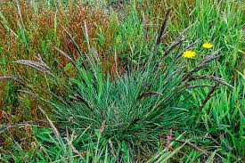 Attēlu rezultāti vaicājumam “Deschampsia cespitosa bud”