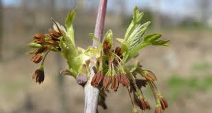 Attēlu rezultāti vaicājumam “Acer negundo bud”