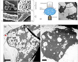 Attēlu rezultāti vaicājumam “Physarum bivalve plasmodium”
