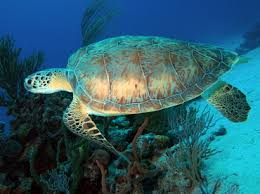 Image result for Chelonia mydas
