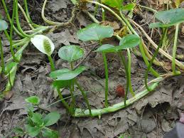 Attēlu rezultāti vaicājumam “Calla palustris leaf”