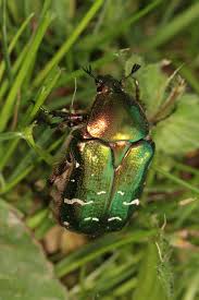 Attēlu rezultāti vaicājumam “Cetonia aurata”