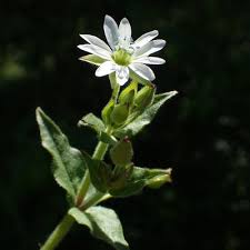 Attēlu rezultāti vaicājumam “Myosoton aquaticum flower”
