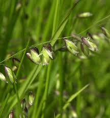 Attēlu rezultāti vaicājumam “Melica nutans”